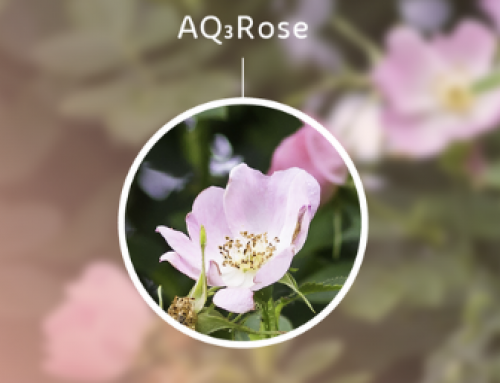 Proven moisturising action for Rosa Chinensis
