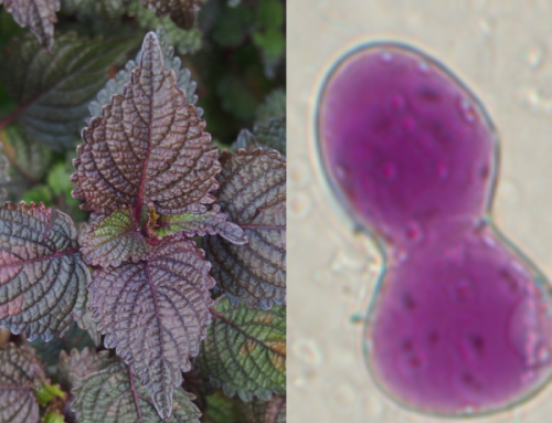 Proven efficacy of Perilla frutescens phytocomplex – ReSILEMcare CROP®-G